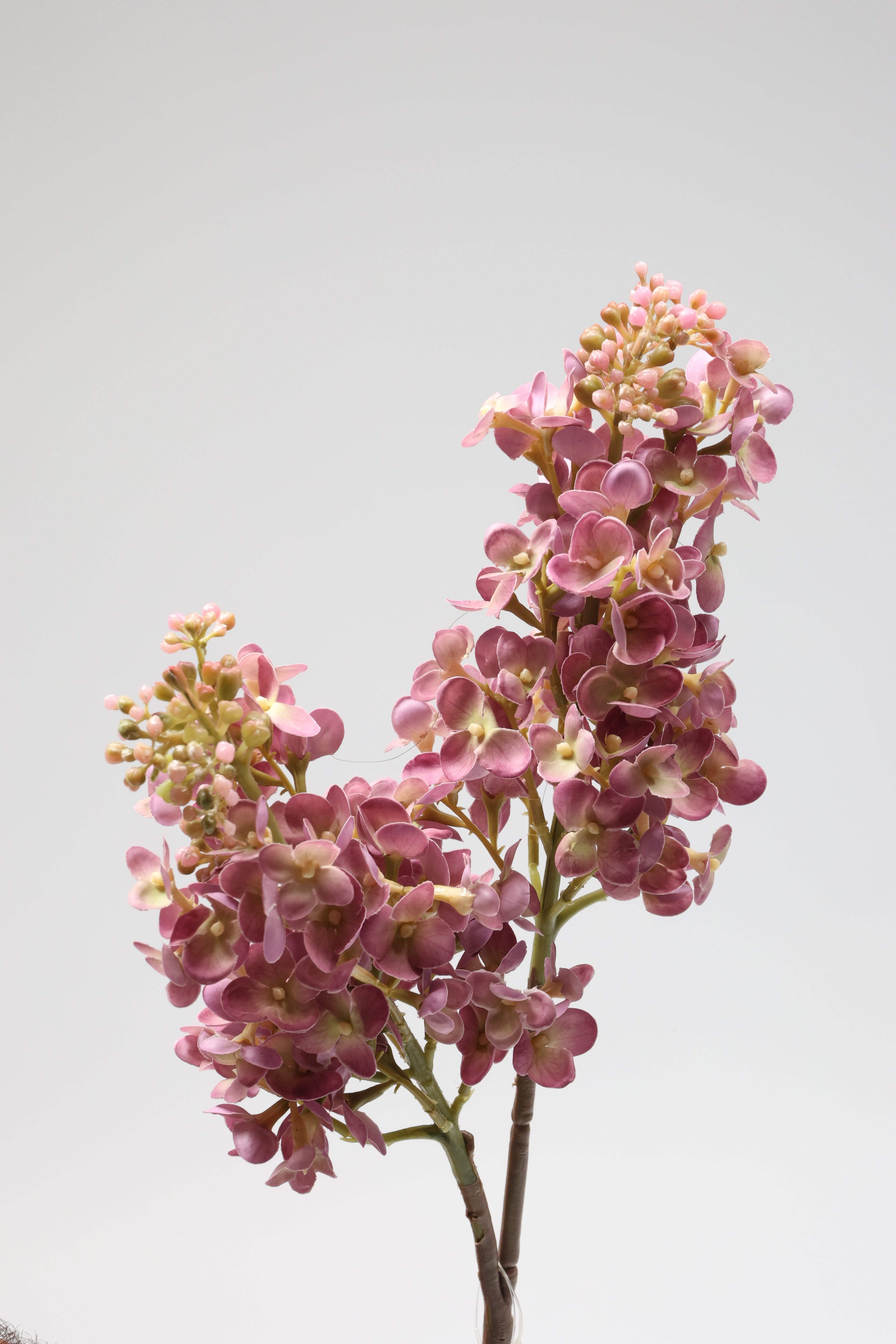 Jasmin- Purple