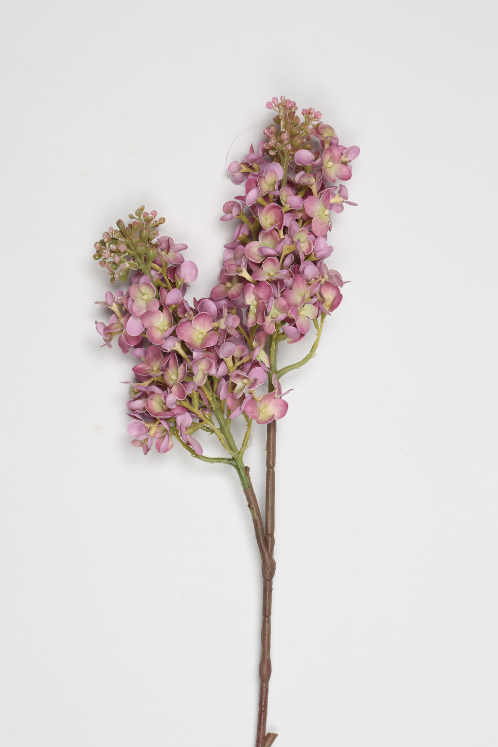 Jasmin- Purple