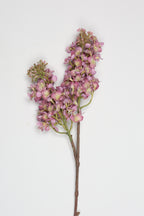 Jasmin- Purple