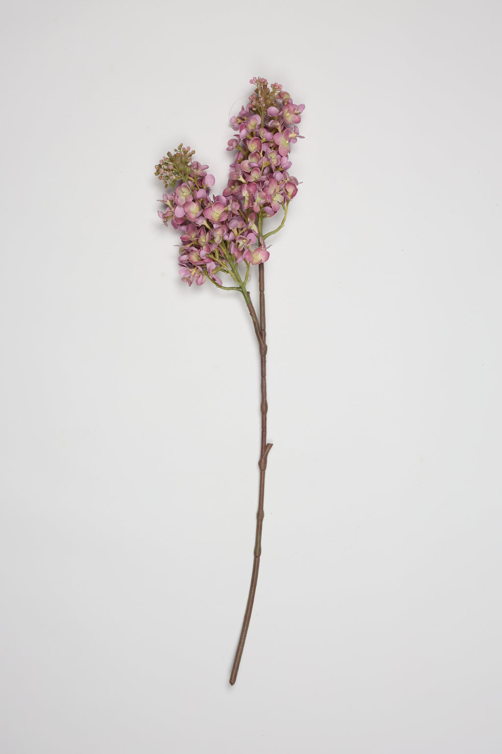 Jasmin- Purple