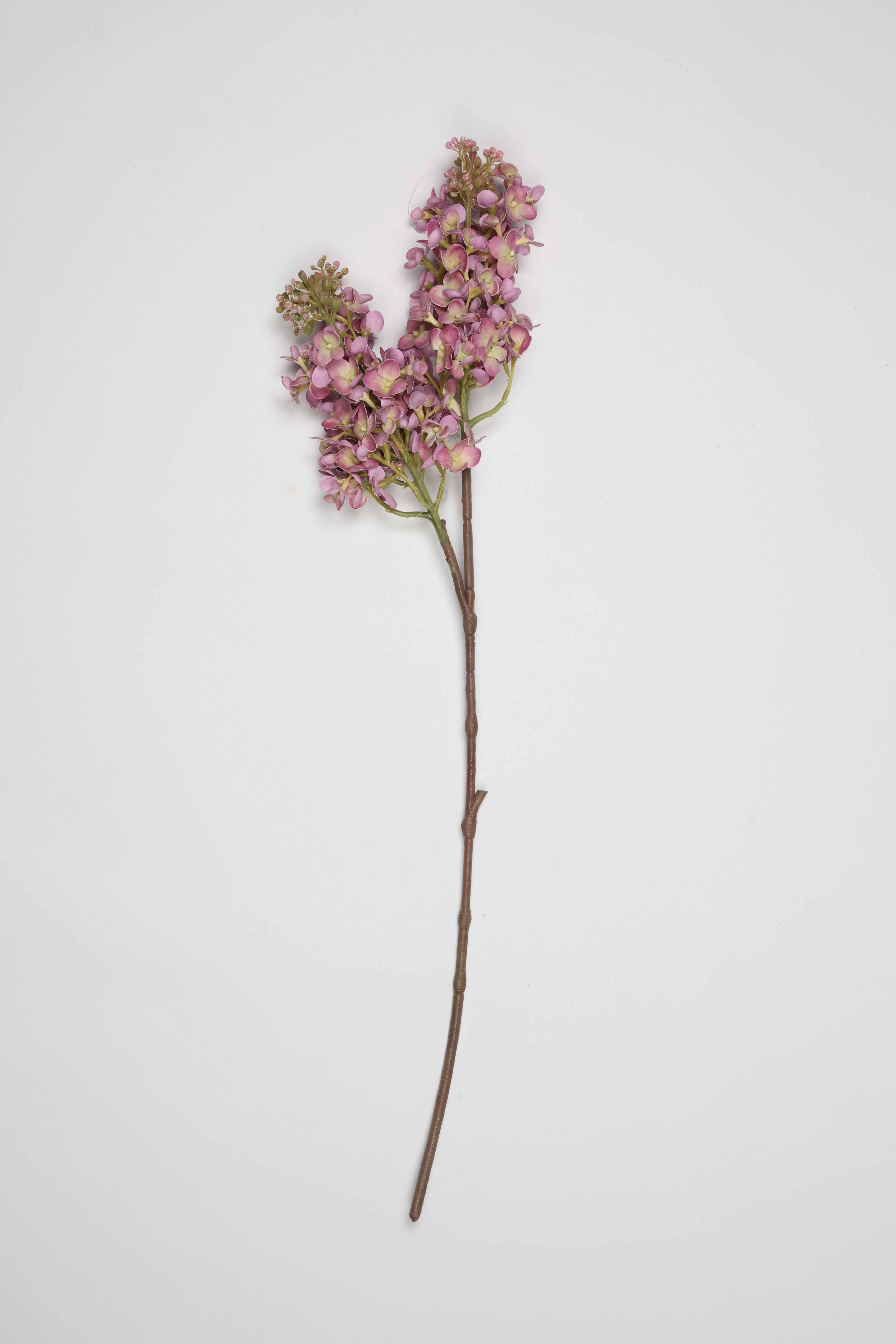 Jasmin- Purple