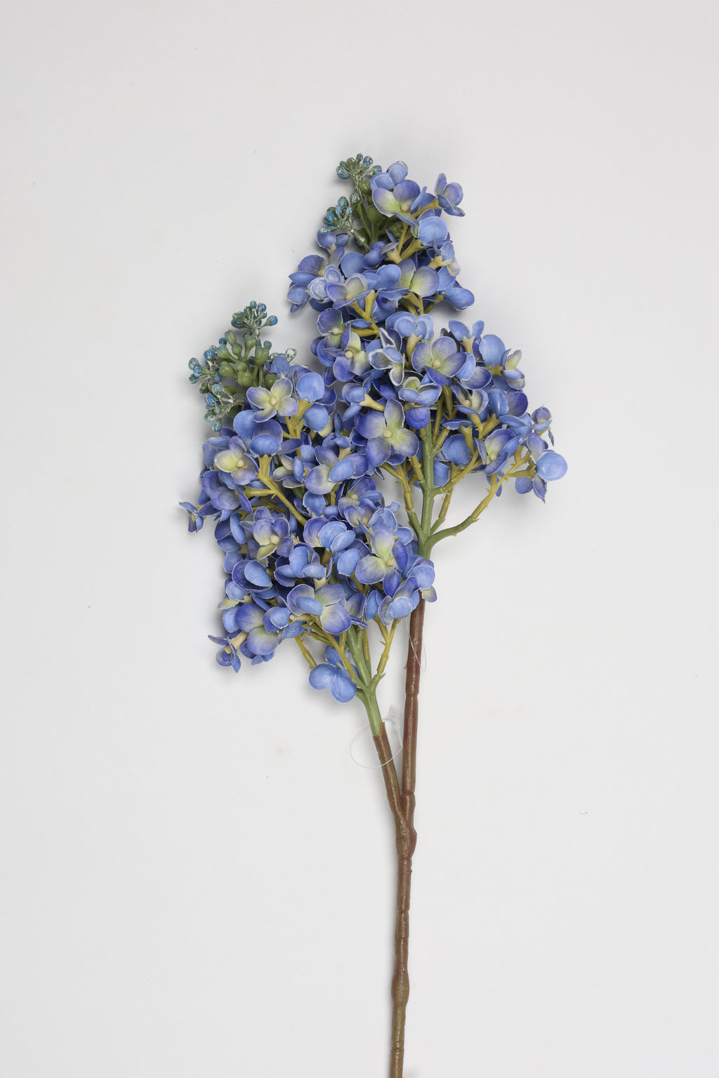 Jasmin- Blue