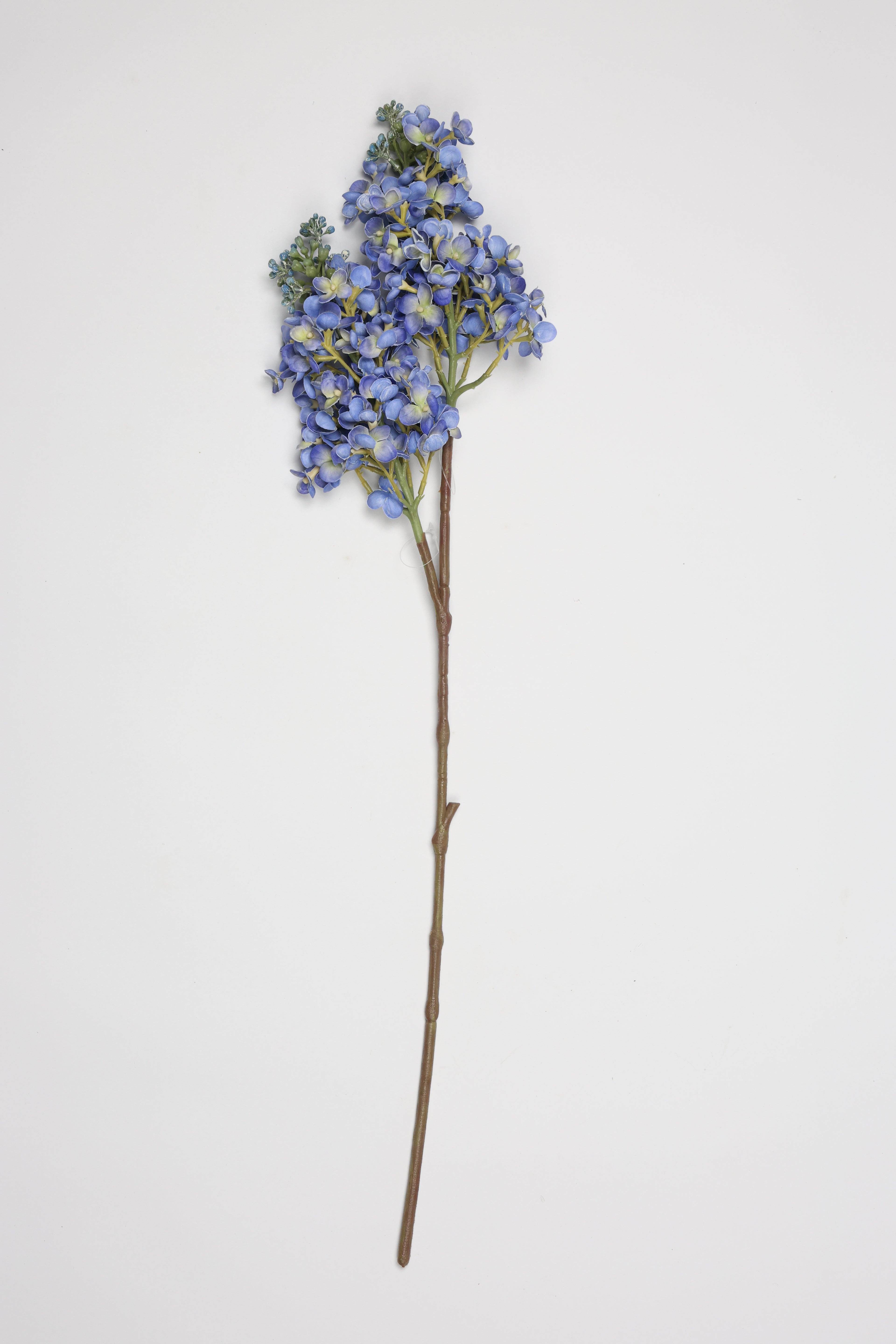 Jasmin- Blue