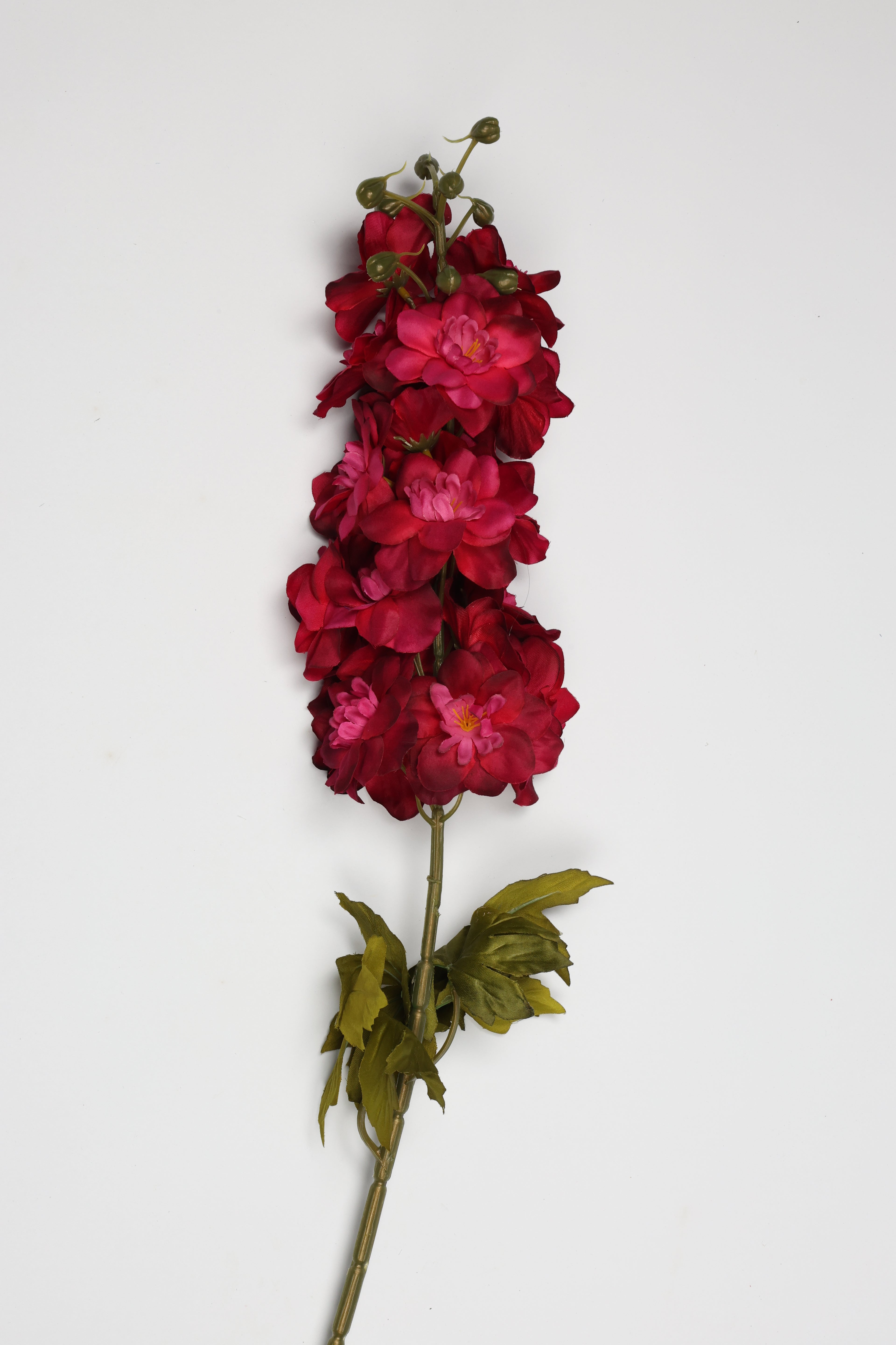 Antirrhinum -Big - Foshia