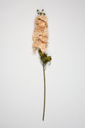 Antirrhinum -Big - Simon