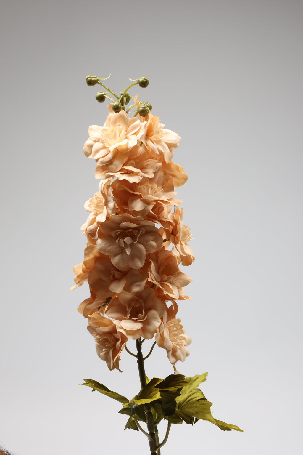 Antirrhinum -Big - Simon