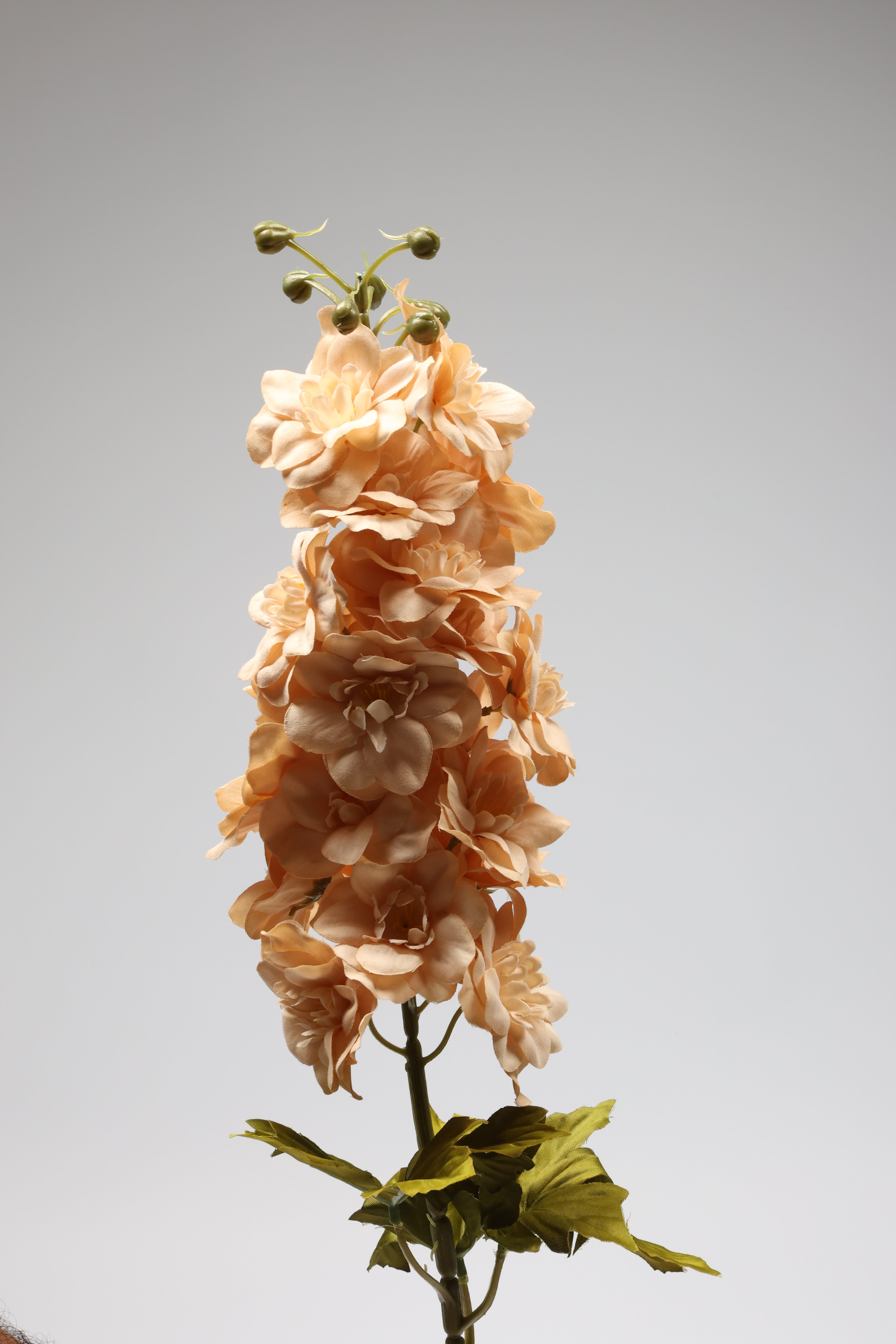 Antirrhinum -Big - Simon