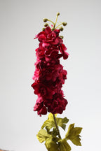 Antirrhinum -Big - Foshia