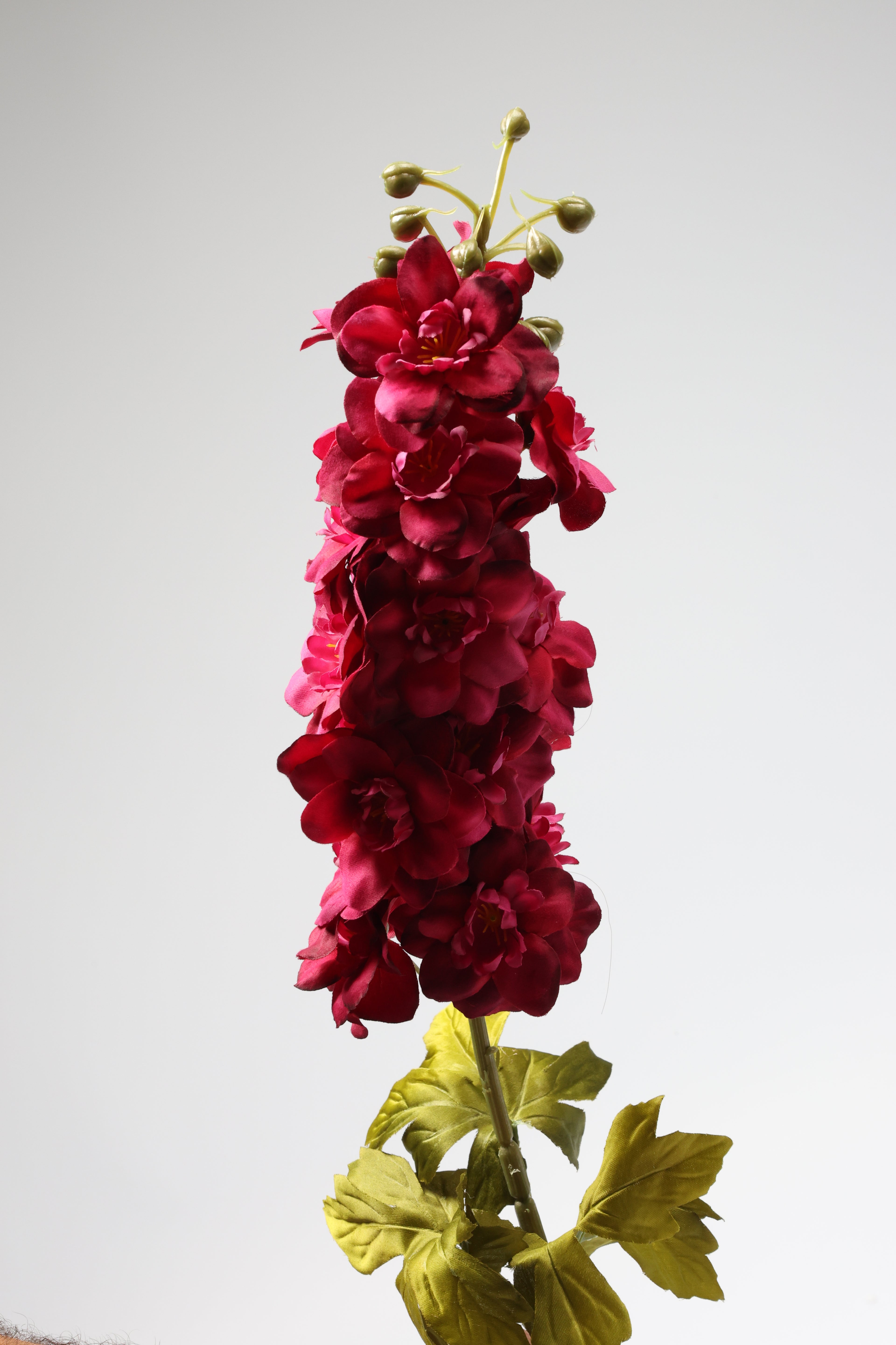 Antirrhinum -Big - Foshia