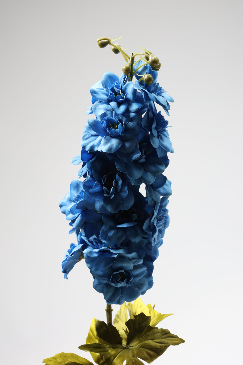 Antirrhinum- Big - Blue