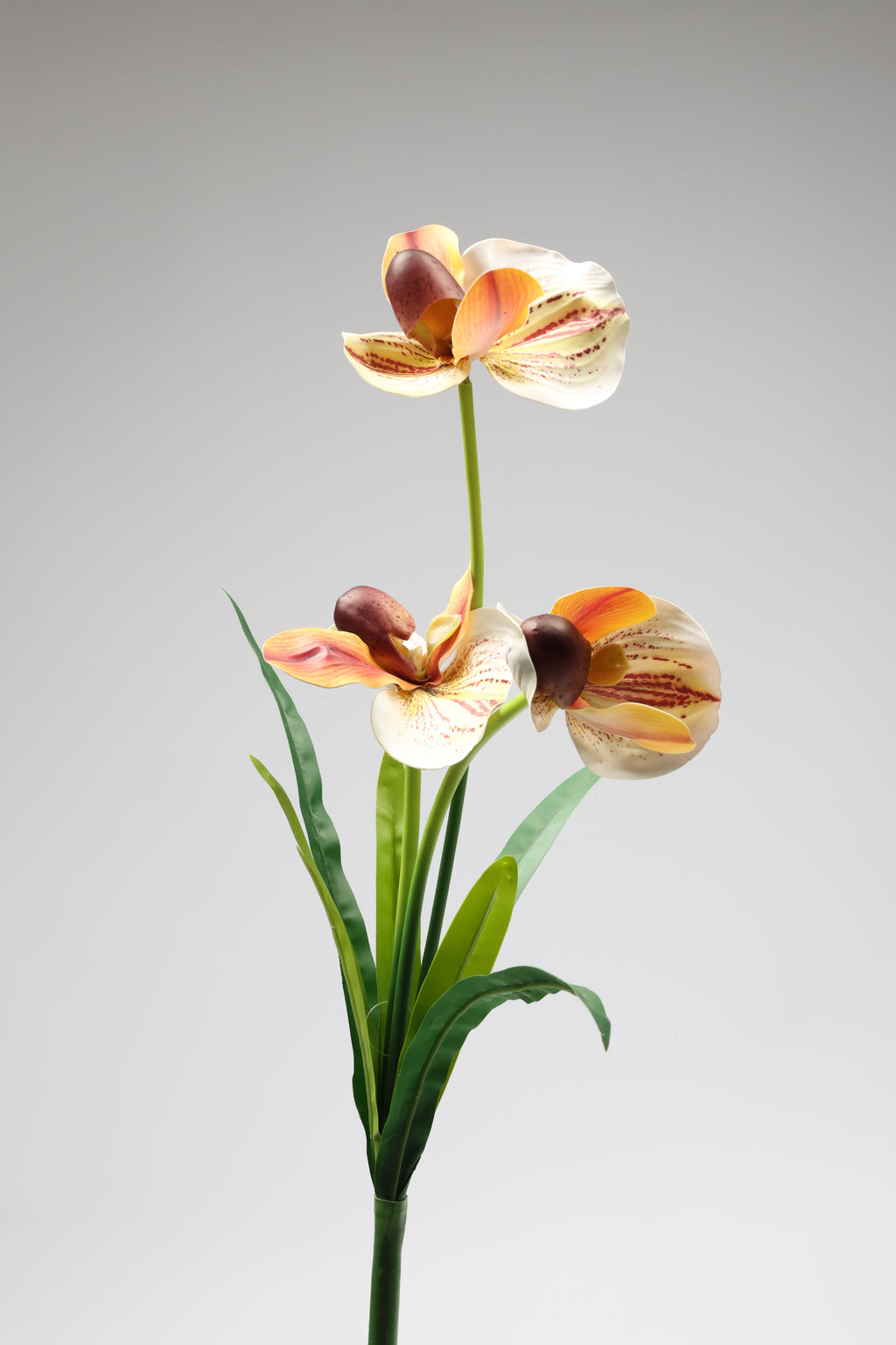Orchid- Orange 6 Roses