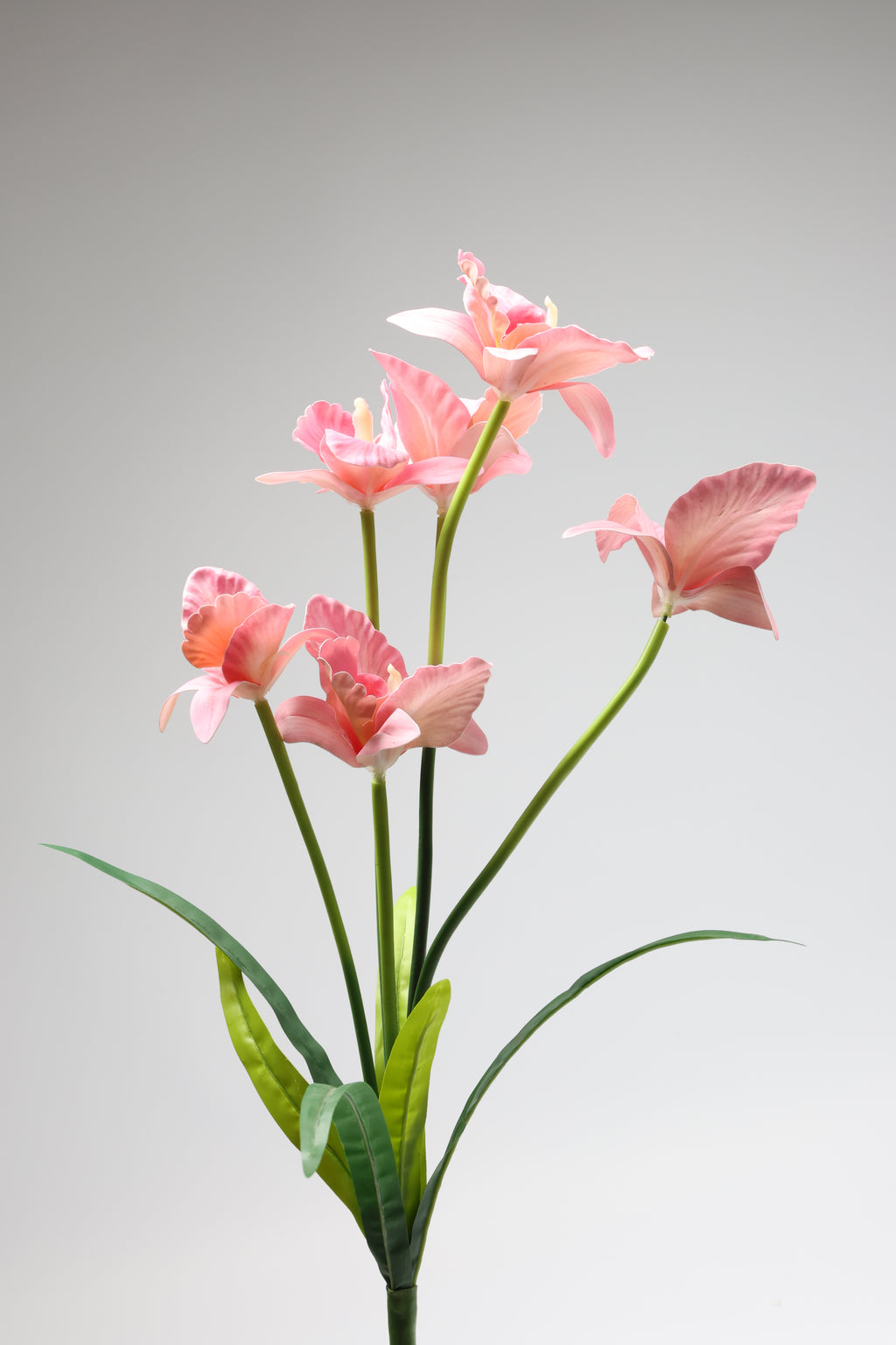 Tulipa - Pink 6 Roses