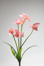 Tulipa - Pink 6 Roses