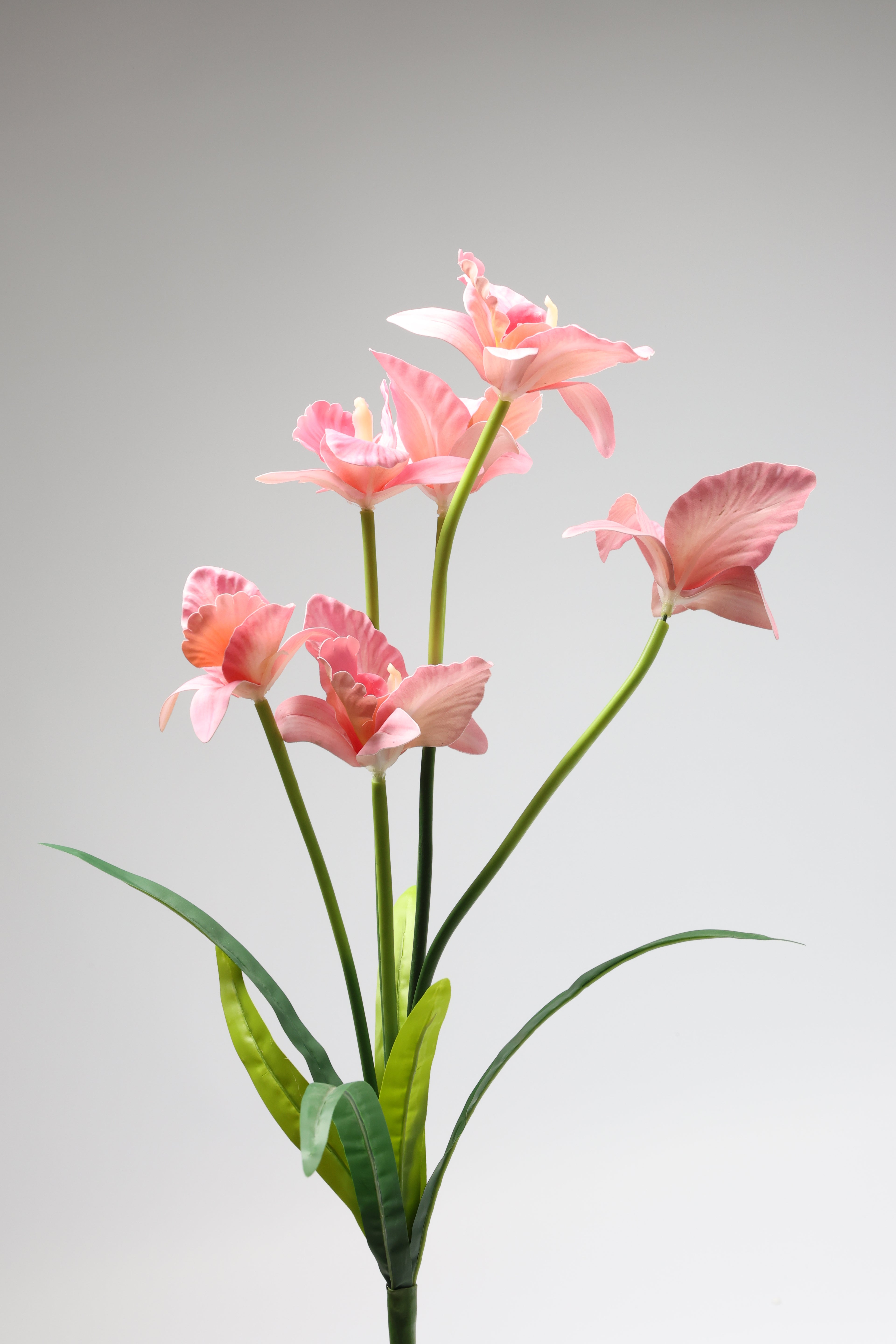 Tulipa - Pink 6 Roses