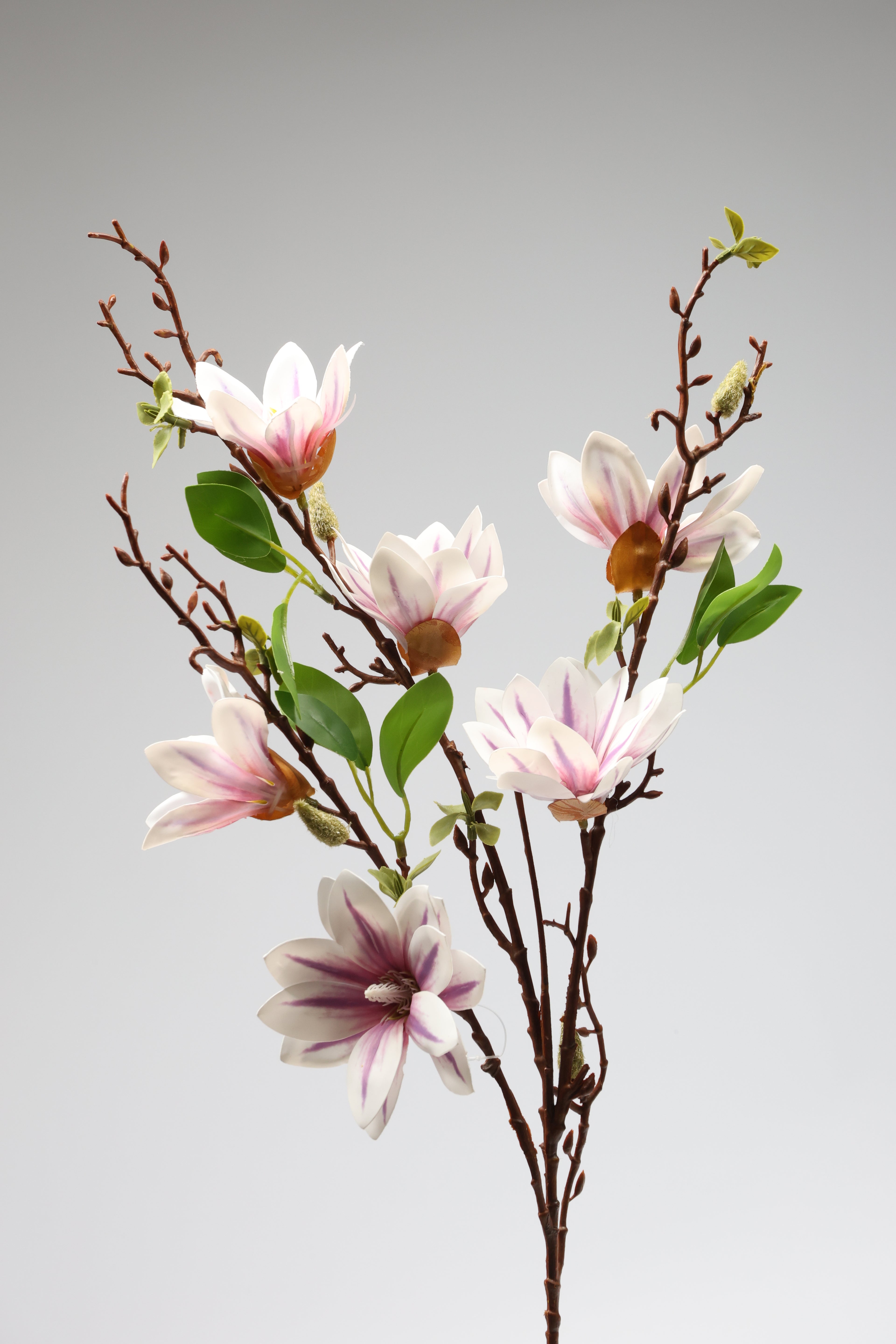 Magnolia - White *Purple 6 Roses