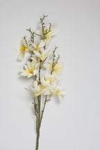 Magnolia- Yellow 6 Roses