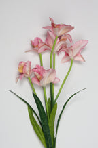 Tulipa - Pink 6 Roses