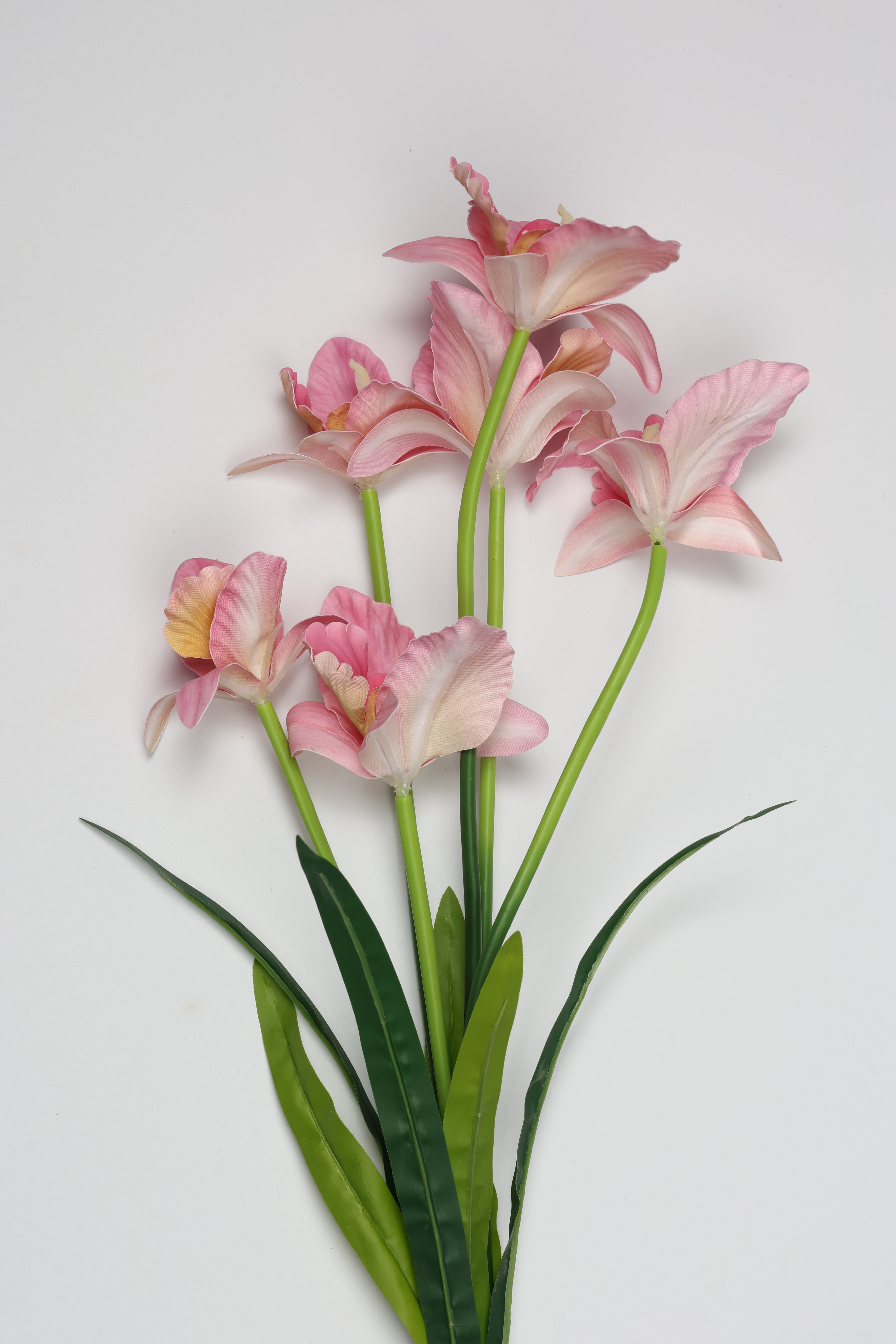 Tulipa - Pink 6 Roses
