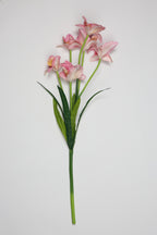 Tulipa - Pink 6 Roses