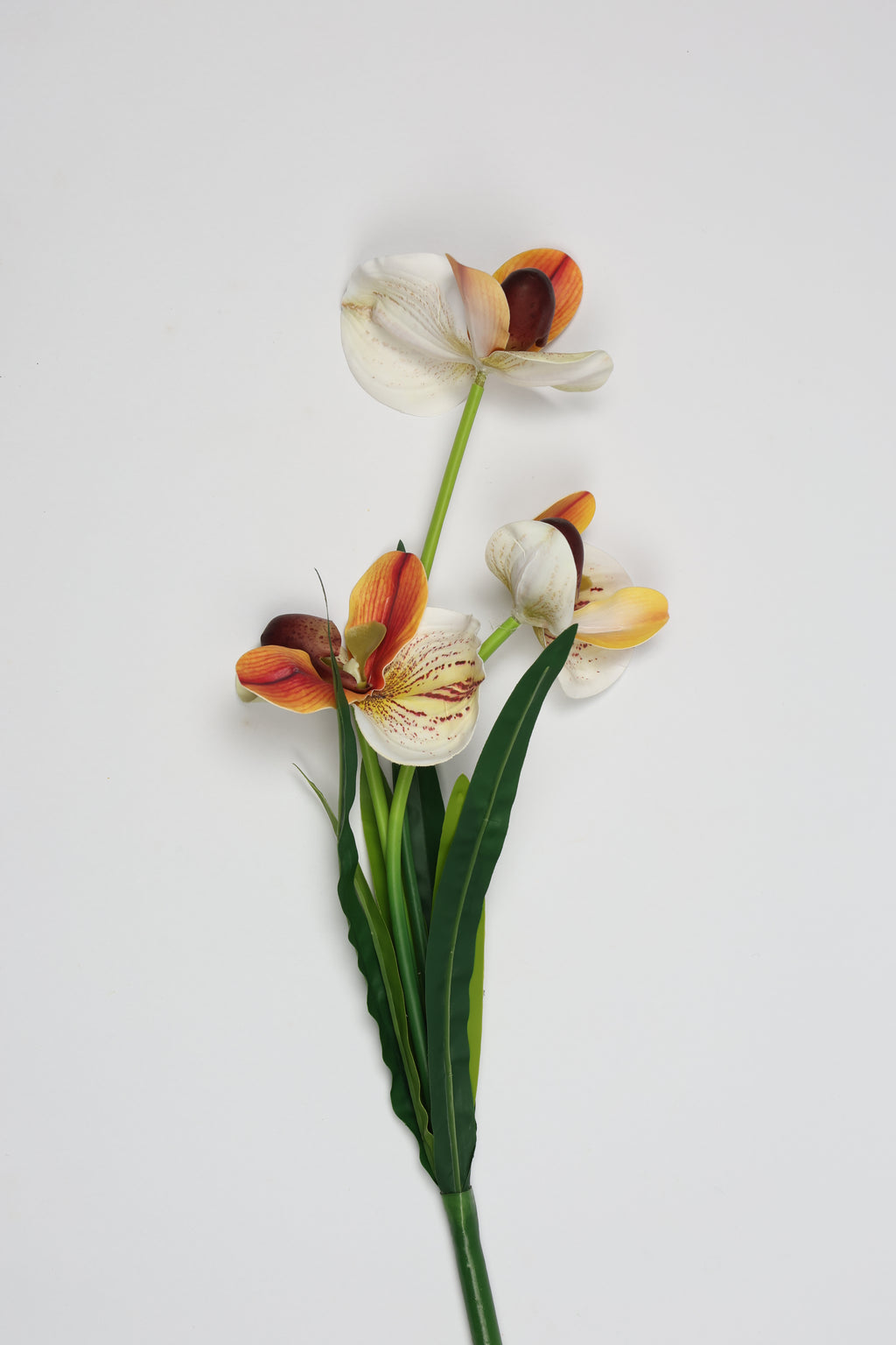 Orchid- Orange 6 Roses