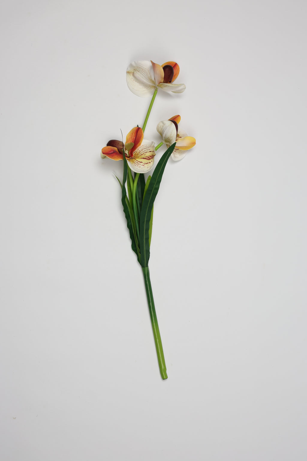 Orchid- Orange 6 Roses