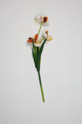 Orchid- Orange 6 Roses