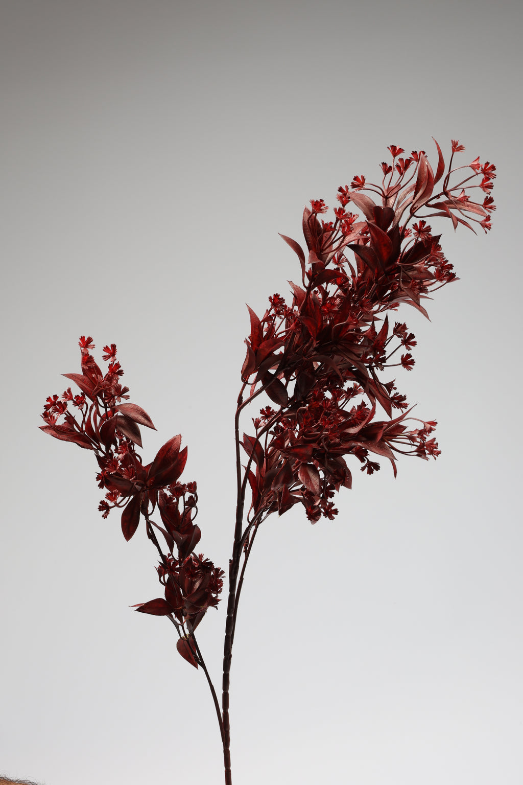 Dried Mini Leaf Steam-  Red