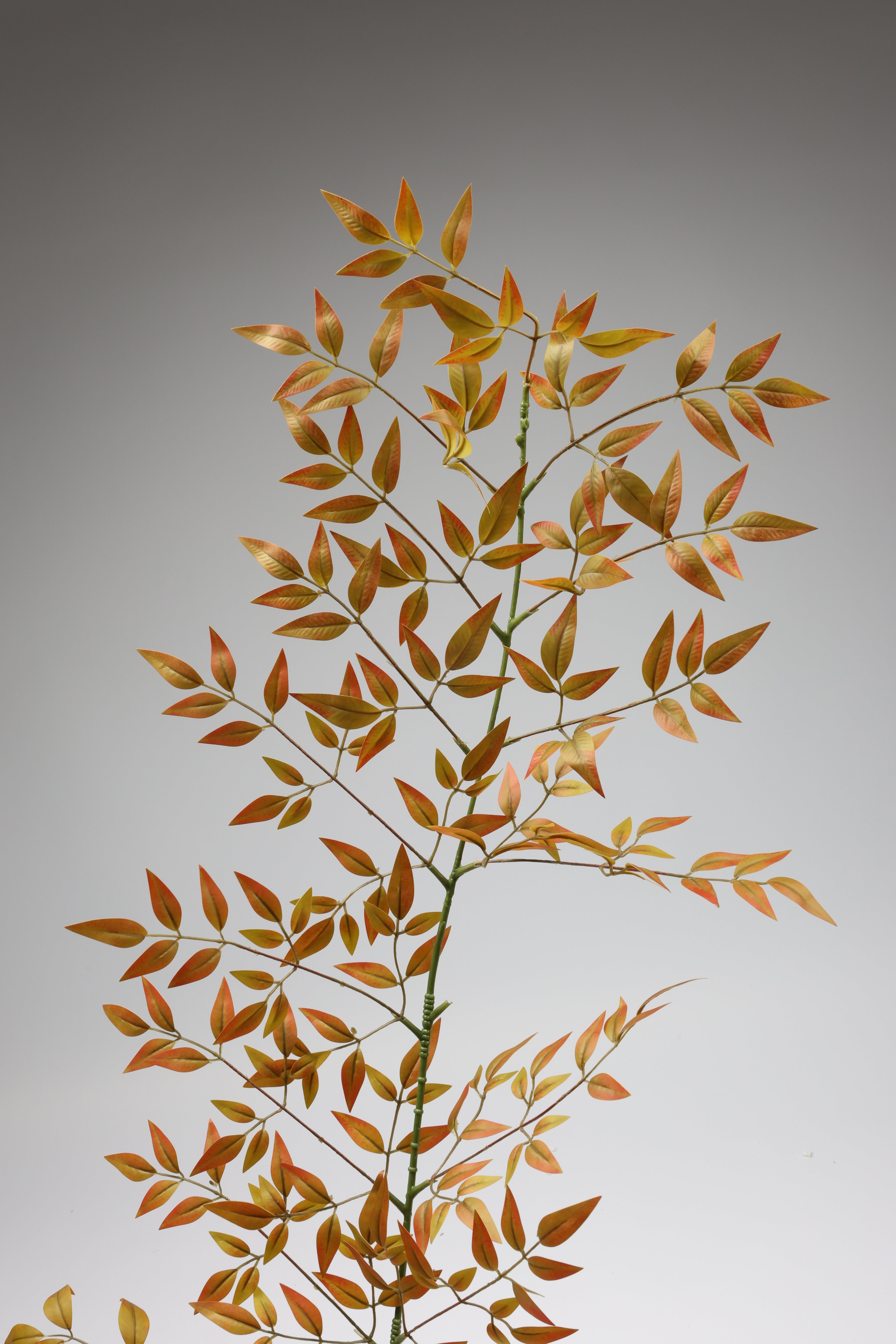 Nandina - Orange