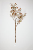 Cassia Leptophylla -Gold
