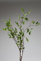 Koberg - Green