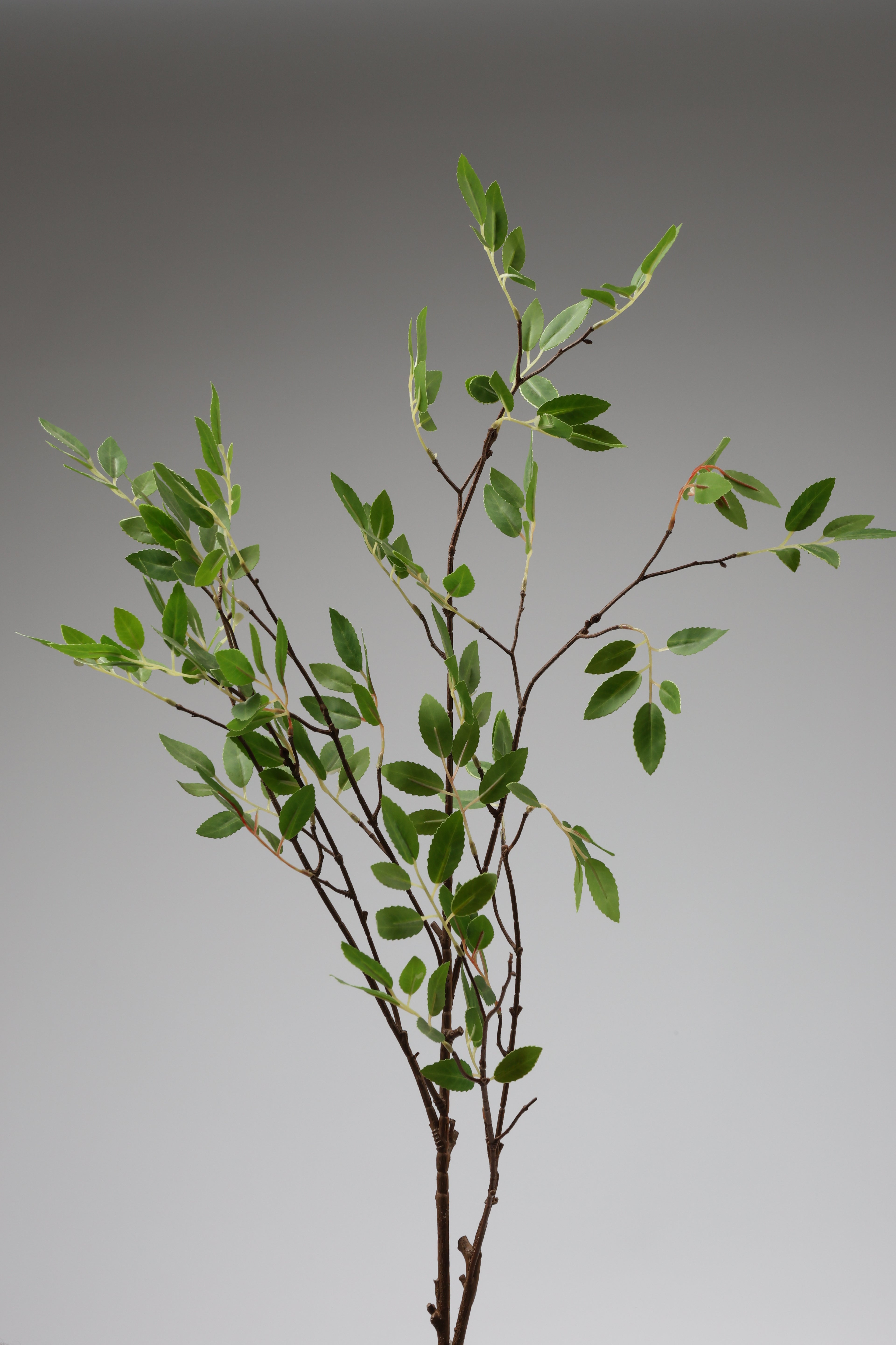 Koberg - Green