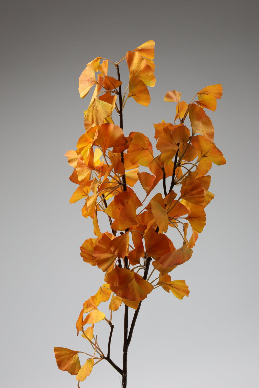 Ginkgo - Orange