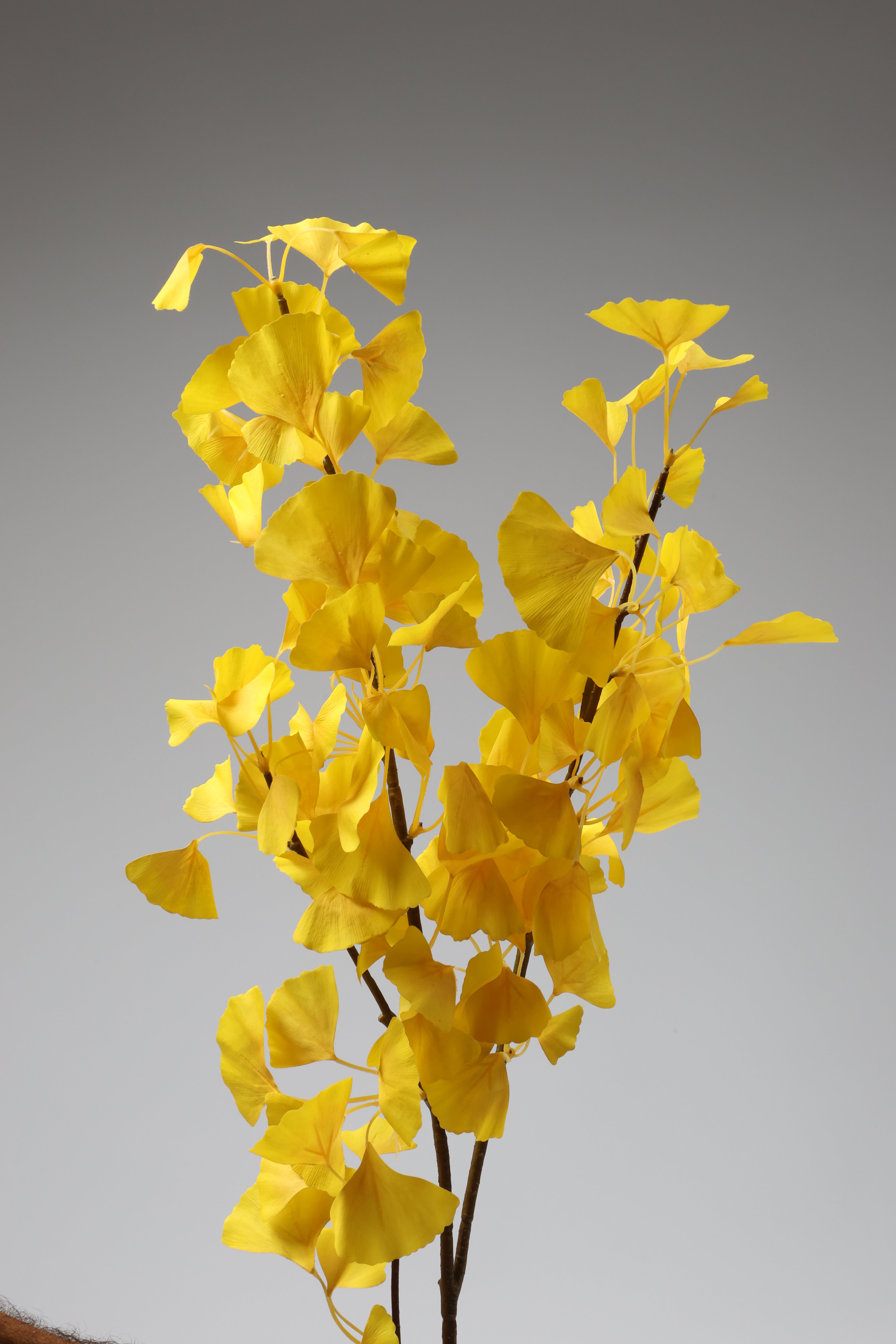 Ginkgo - Yellow