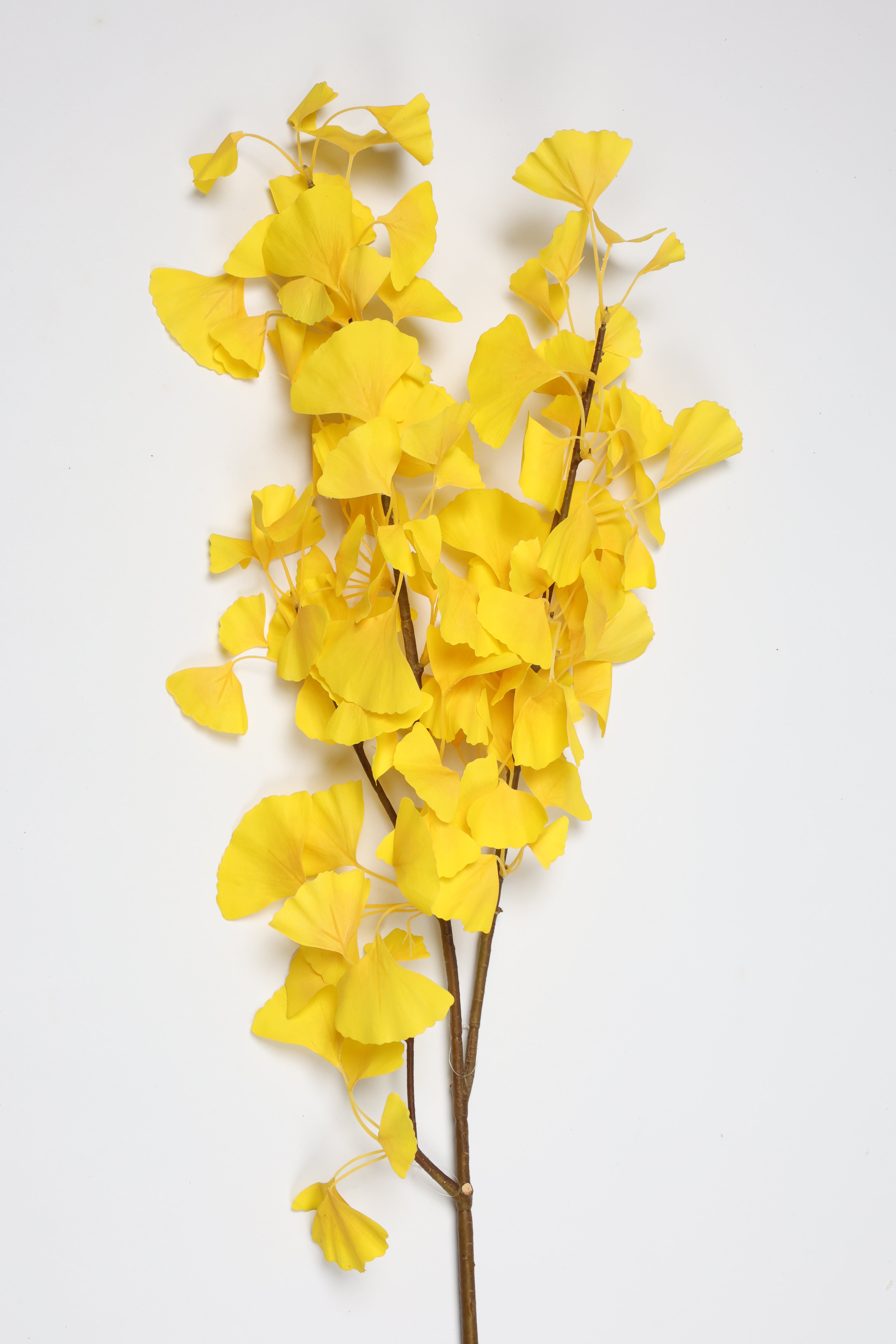 Ginkgo - Yellow