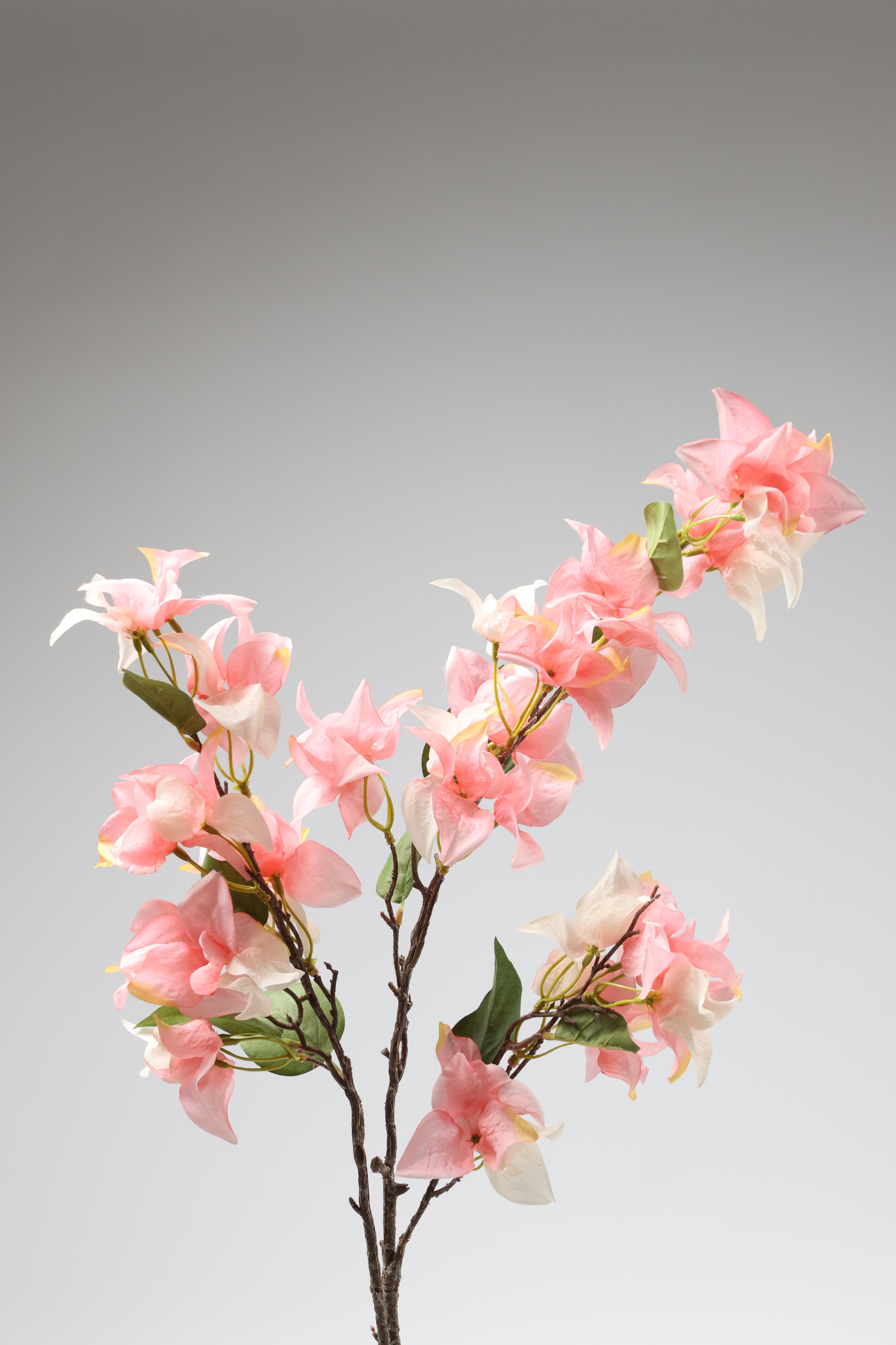 Gohanmia - Pink 1 Line
