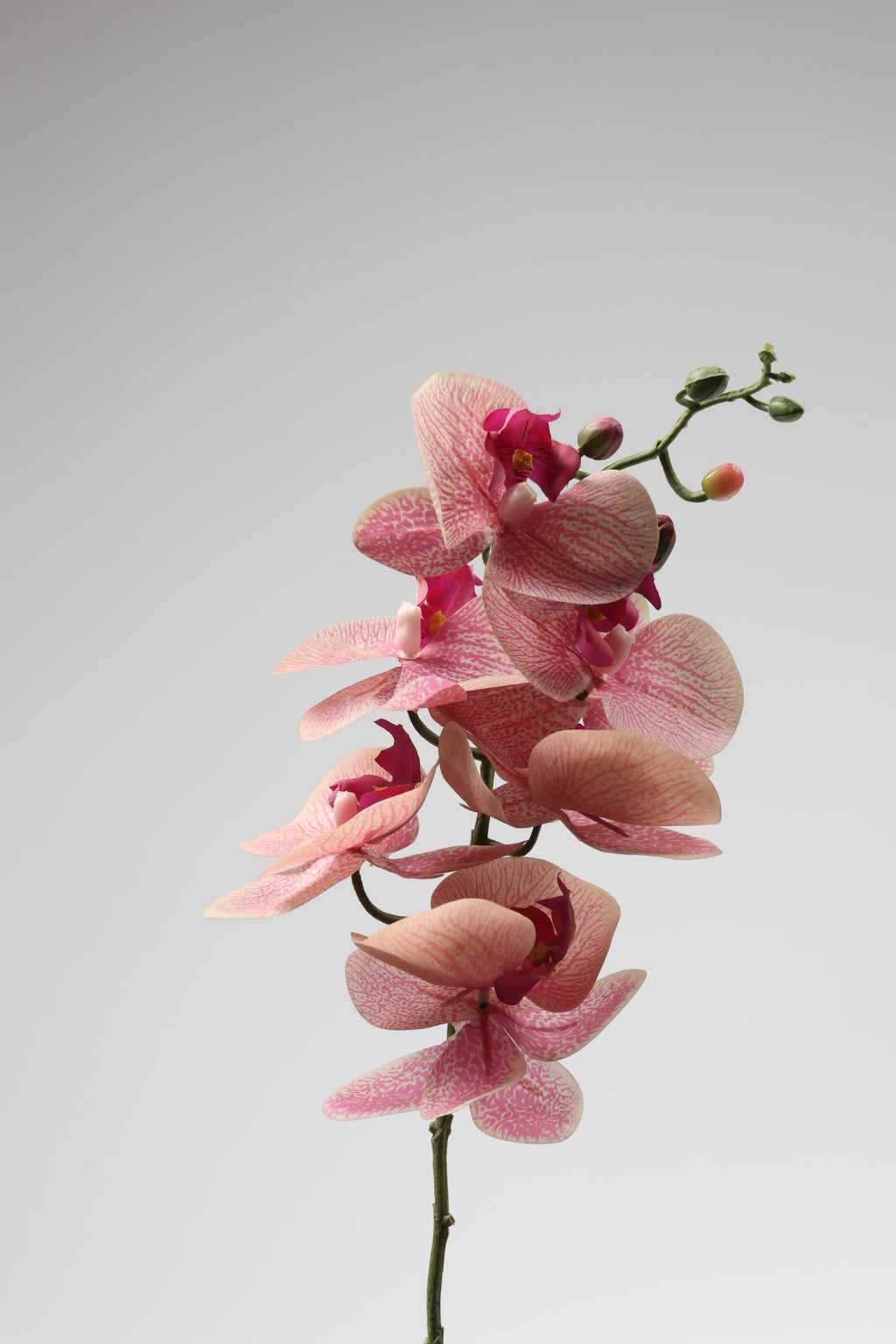 Phalaenopsis  - Foshia