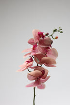 Phalaenopsis  - Foshia