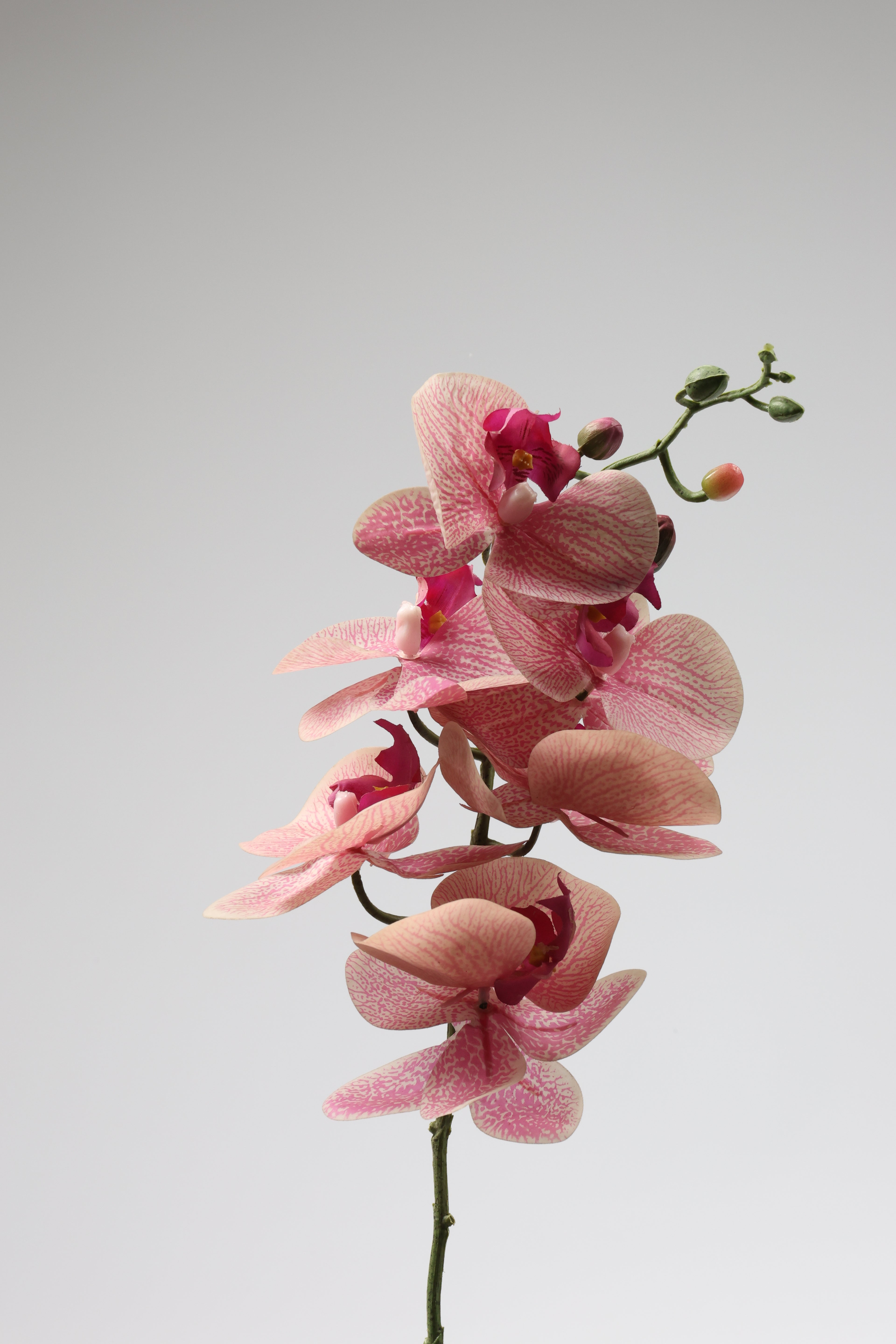 Phalaenopsis  - Foshia