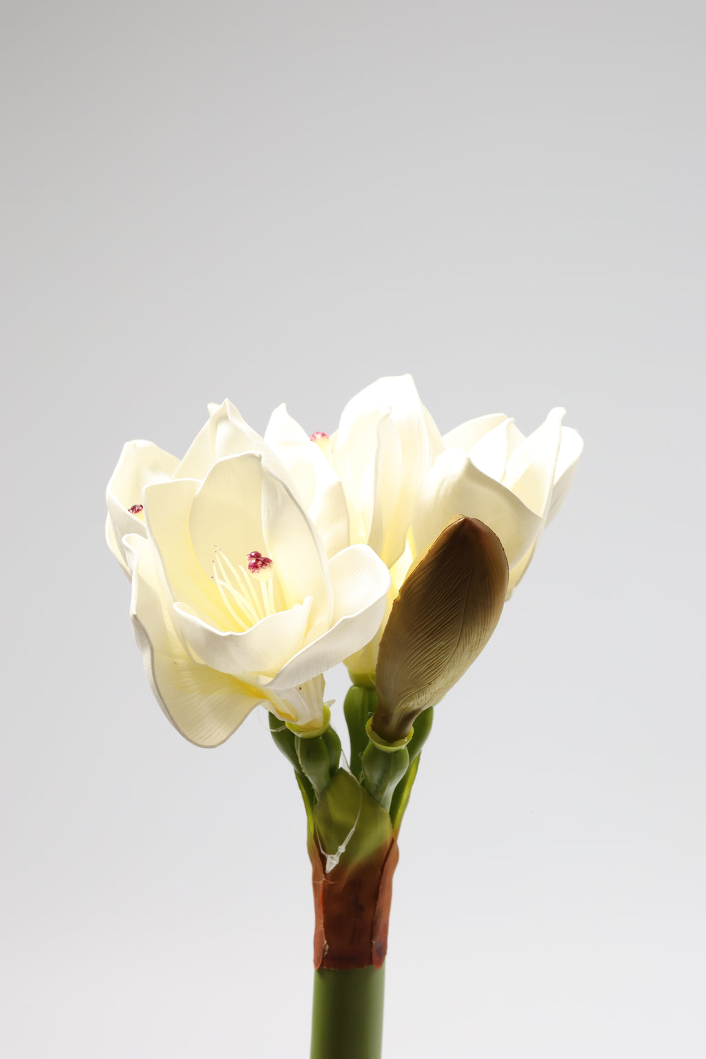 Amaryllis-  White