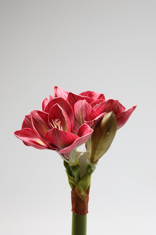 Amaryllis- Rose Pink