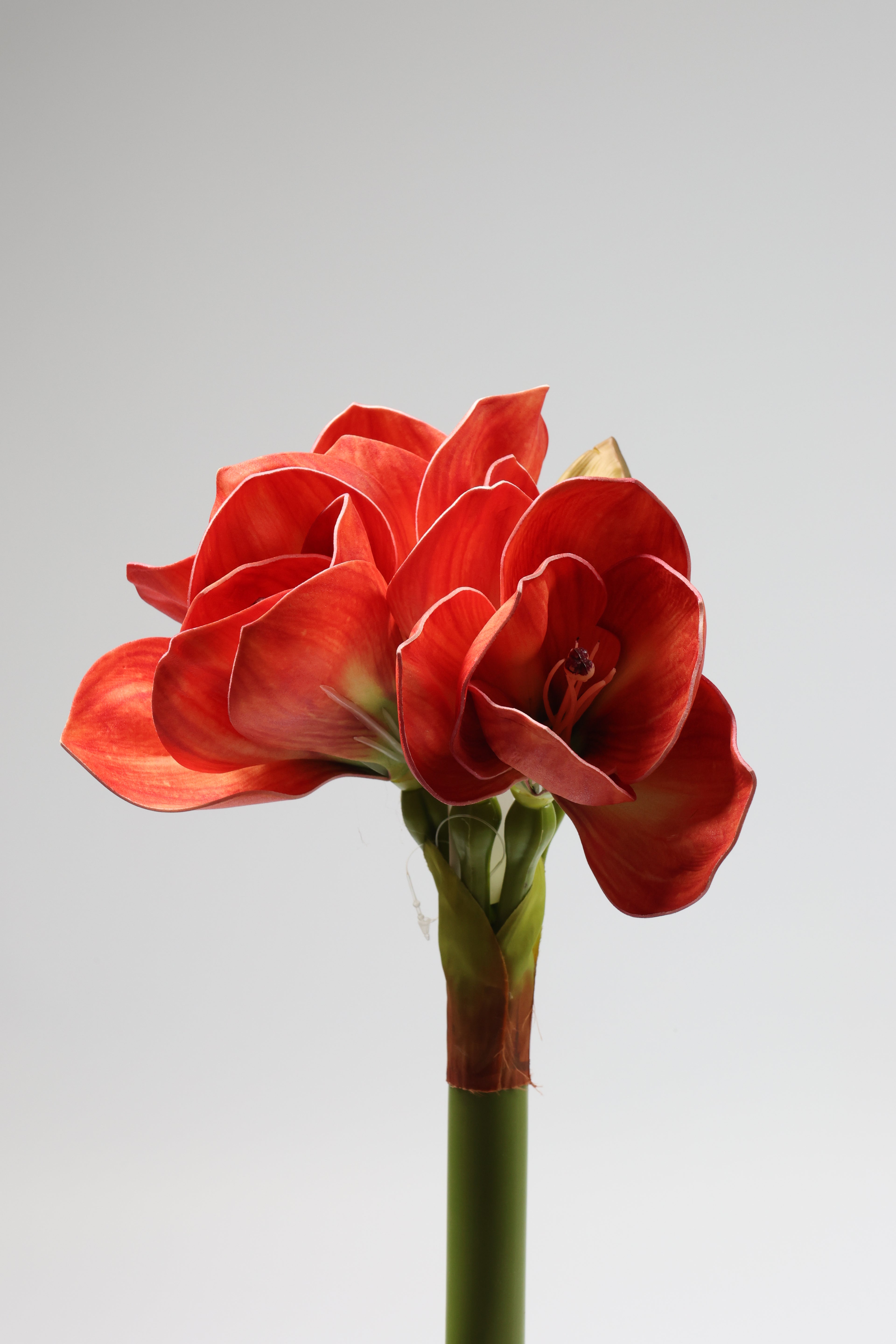 Amaryllis- Red