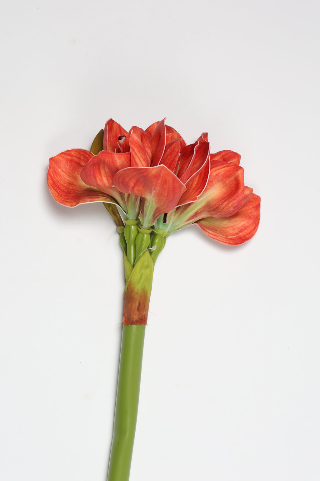 Amaryllis-Hot Pink
