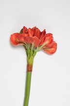 Amaryllis-Hot Pink