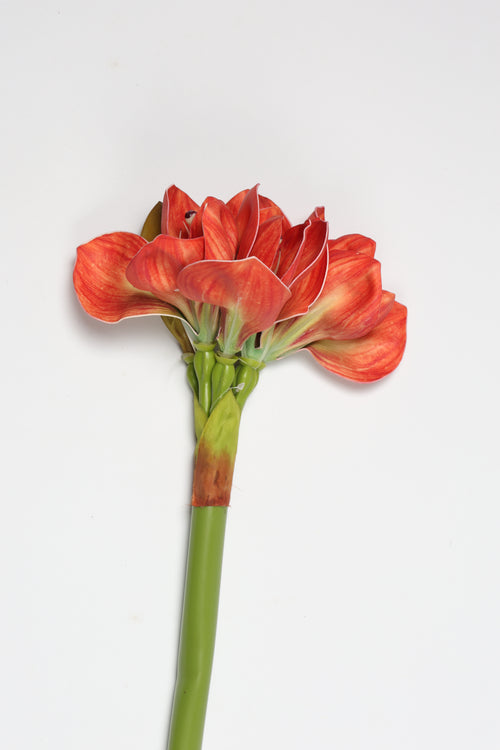 Amaryllis-Hot Pink