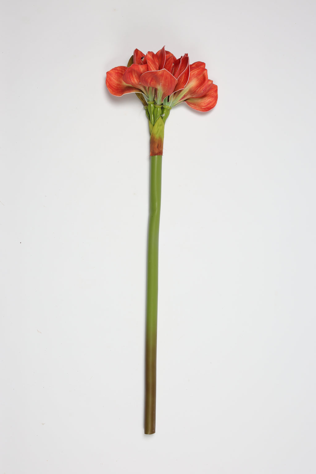 Amaryllis-Hot Pink