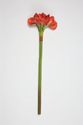 Amaryllis-Hot Pink