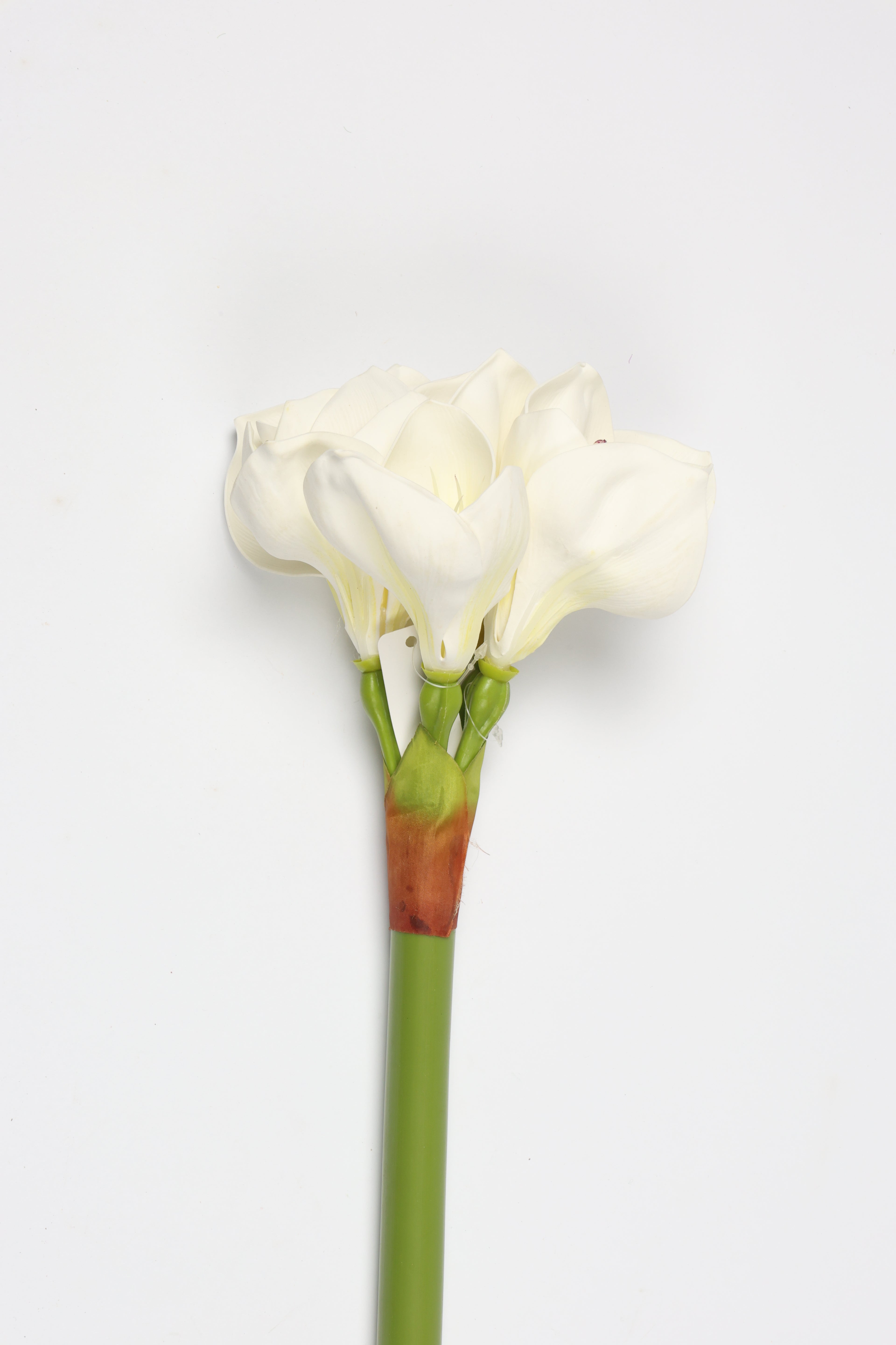Amaryllis-  White