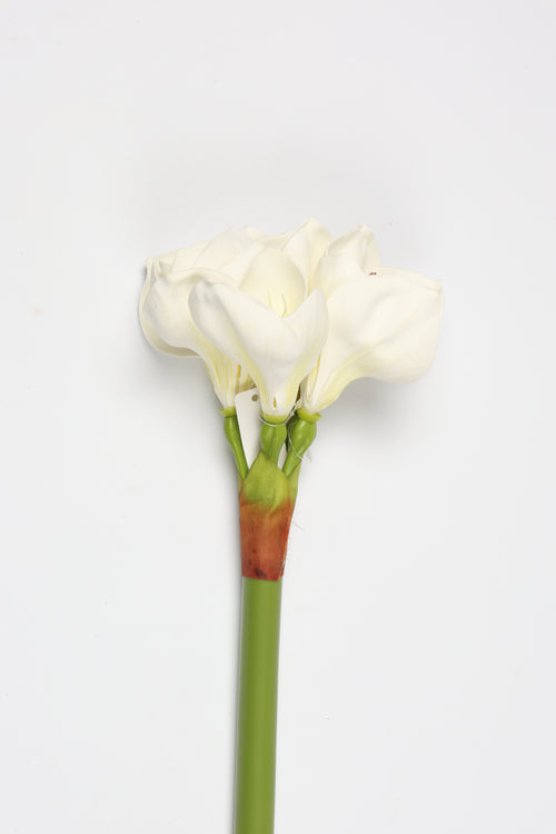 Amaryllis-  White