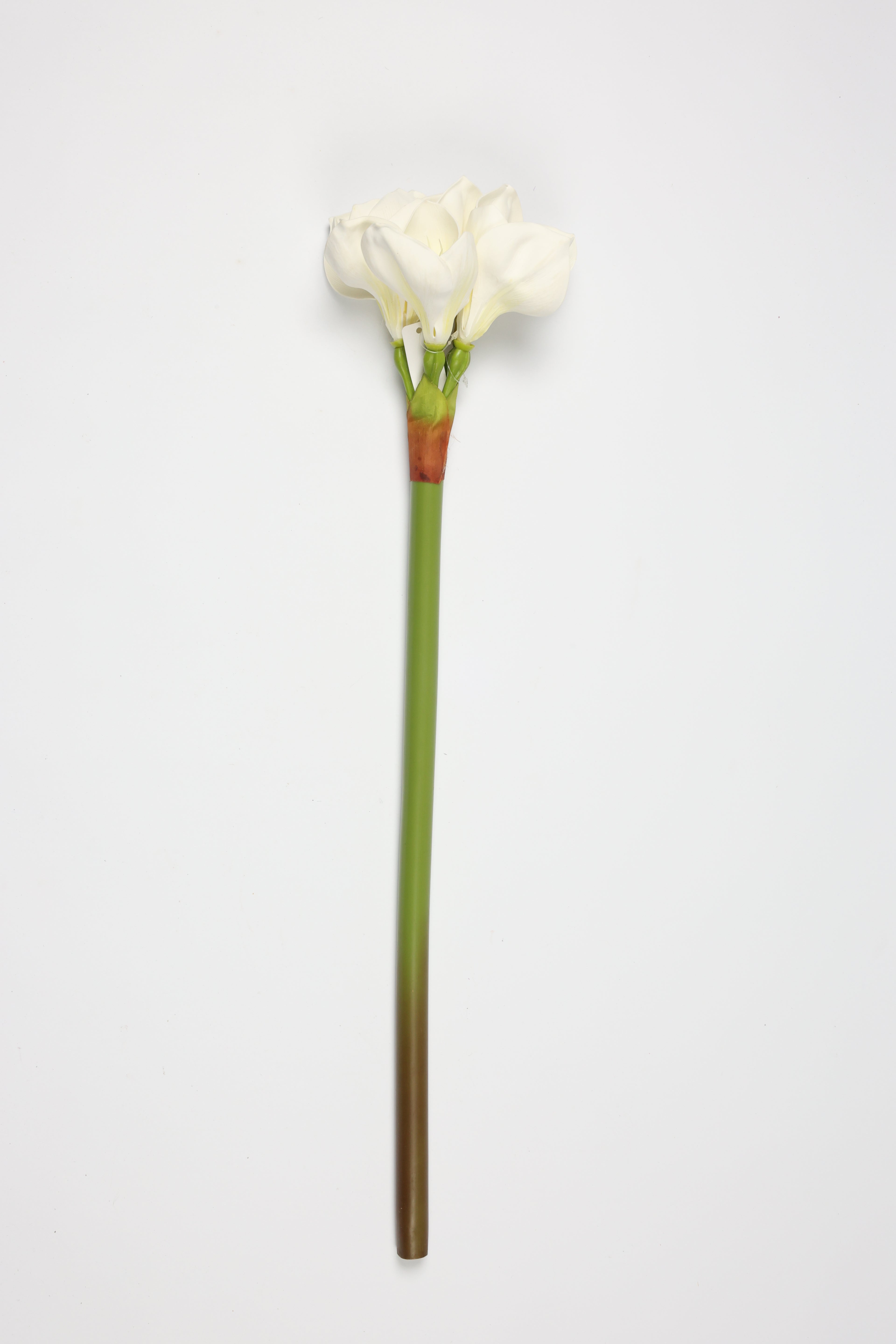 Amaryllis-  White