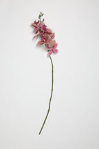 Phalaenopsis  - Foshia